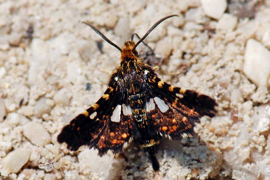 Thyris fenestrella, l''allegra compagnia